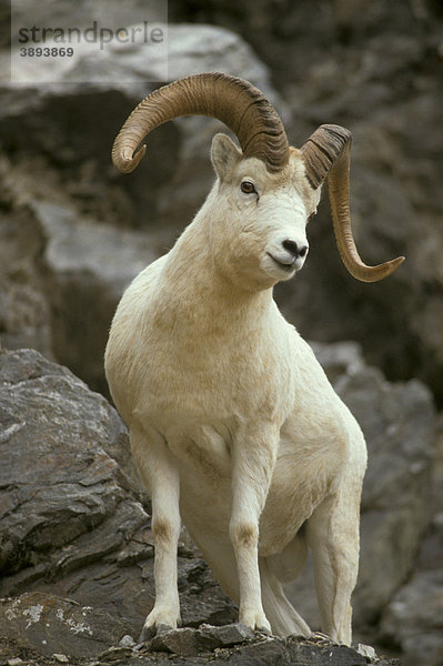 Dall-Schaf oder Alaska-Schneeschaf (Ovis dalli)  Widder steht auf einem Felsen  Denali National Park  Alaska