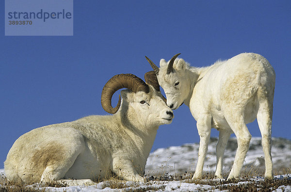 Dall-Schaf oder Alaska-Schneeschaf (Ovis dalli)  Widder und Jungtier berühren sich mit der Schnauze  Denali National Park  Alaska  USA