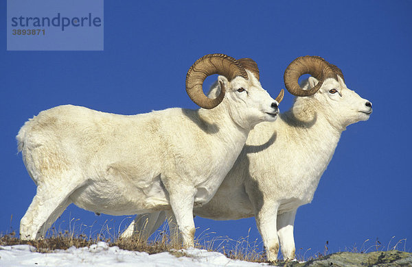 Dall-Schaf oder Alaska-Schneeschaf (Ovis dalli)  Paar steht auf Hügel  Denali National Park  Alaska