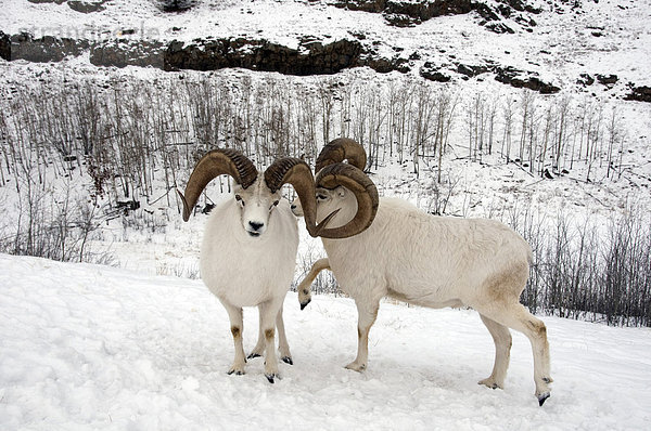 Dall-Schaf oder Alaska-Schneeschaf (Ovis dalli)  zwei kämpfende Widder  einer triff den Rivalen  im Schnee  Yukon  Kanada