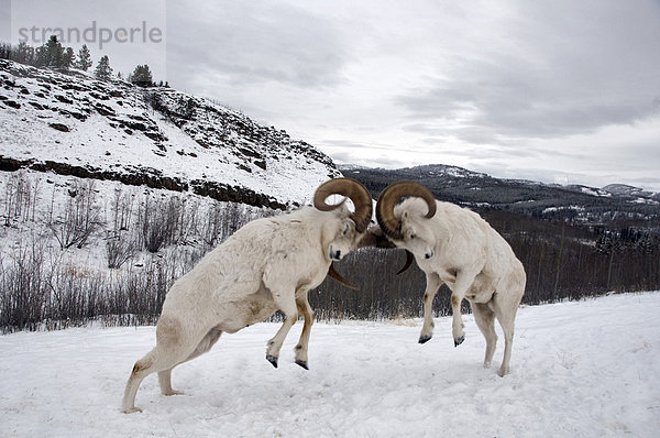 Dall-Schaf oder Alaska-Schneeschaf (Ovis dalli)  zwei kämpfende Widder  stossen Köpfe zusammen  im Schnee  Yukon  Kanada