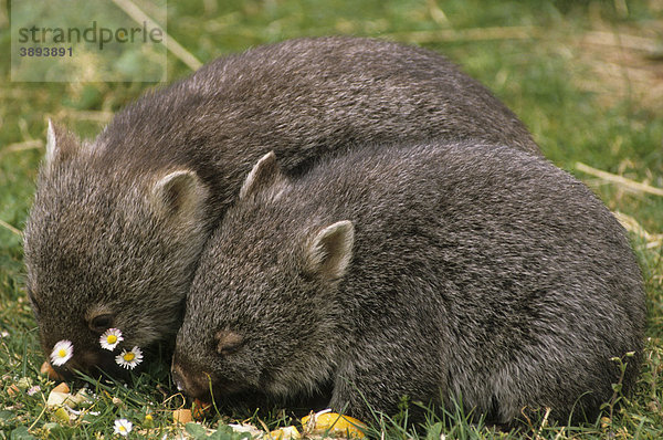 Zwei Nacktnasenwombats (Vombatus ursinus)  Australien
