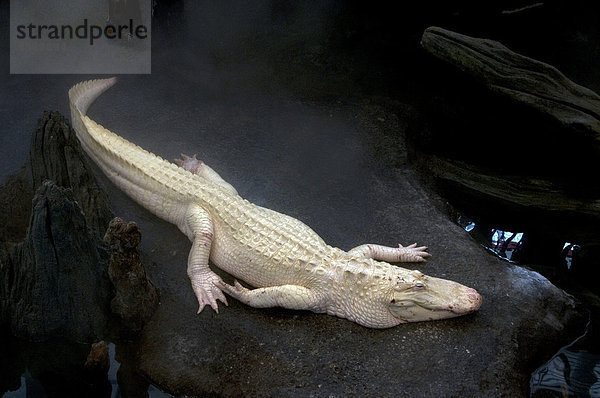 Mississippi-Alligator  auch Hechtalligator (Alligator mississipiensis)  Albino  ausgewachsen  ruhend  in Gefangenschaft gehalten