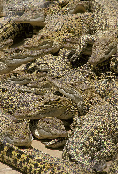 Australien-Krokodil (Crocodylus johnstoni)  Ansammlung von Jungtieren die sich sonnen