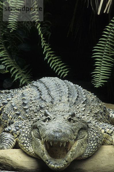 Kubakrokodil oder Rautenkrokodil (Crocodylus rhombifer) mit offenem Maul