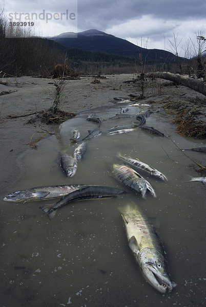 Ketalachs (Oncorhynchus keta)  gestorben nach dem Laichen  Squamish River  British Columbia  Kanada