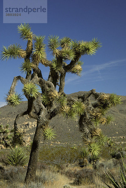 Josua-Palmlilie oder Josuabaum (Yucca brevifolia)