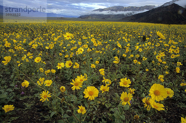 Desert Gold (Geraea canescens)  Blüten  auf weiter Blumenwiese  Death Valley National Park  Kalifornien  USA