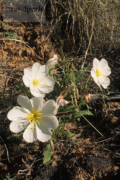 White Evening Primrose Nachtkerze (Oenothera caespitosa)  USA