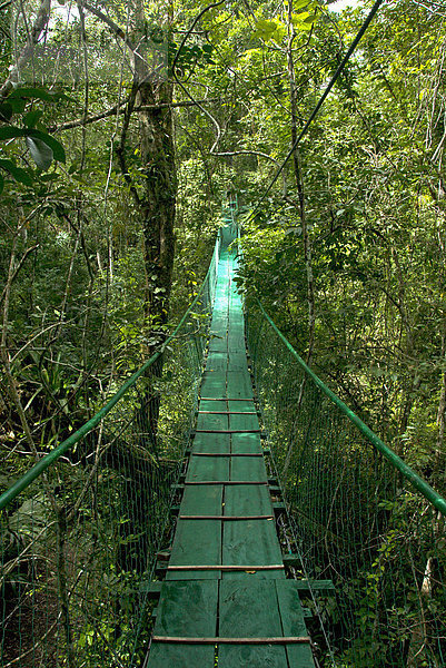 Weg über Hängebrücken in Baumkronen von Tiefland-Regenwald  PetÈn  Guatemala  Zentralamerika