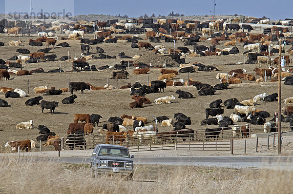 Viehzucht  grosse Viehweide  Broken Bow  Custer County  Nebraska  USA