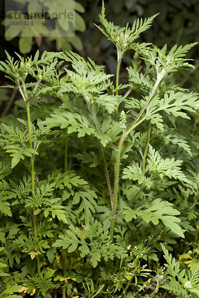 Ambrosia (Ambrosia artemisiifolia)