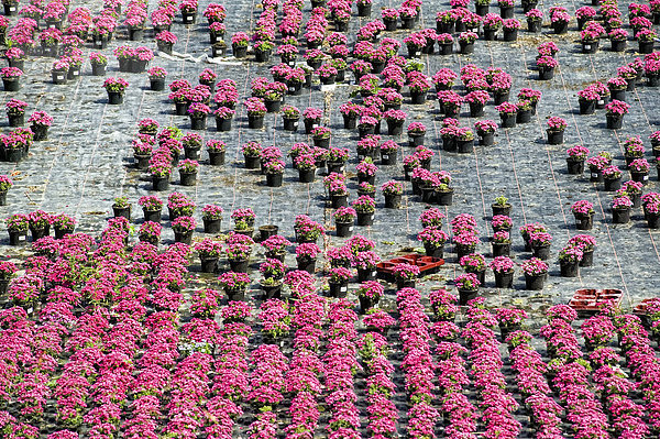 Topfblumen in einer Gärtnerei  Düsseldorf  Nordrhein-Westfalen  Deutschland  Europa