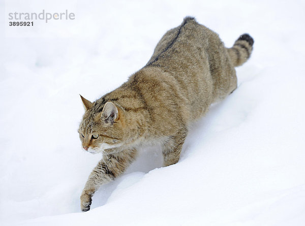 Wildkatze (Felis silvestris) im Winter auf Pirsch