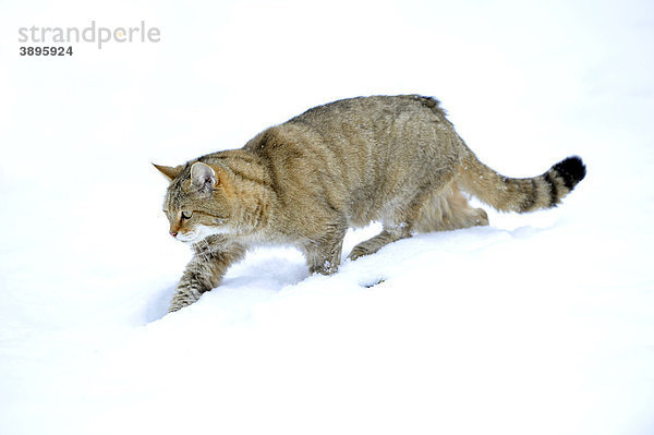 Wildkatze (Felis silvestris)  Jungtier im Winter auf Pirsch