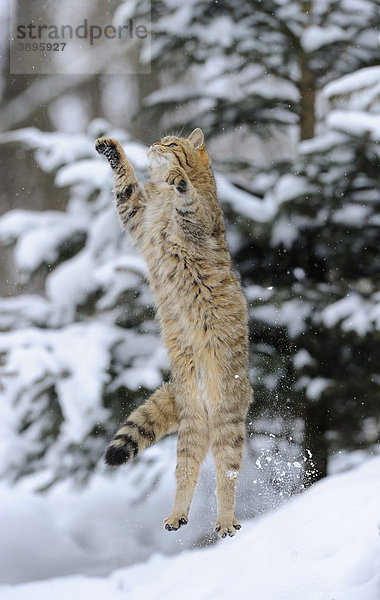 Wildkatze (Felis silvestris)  Jungtier im Winter  beim Sprung