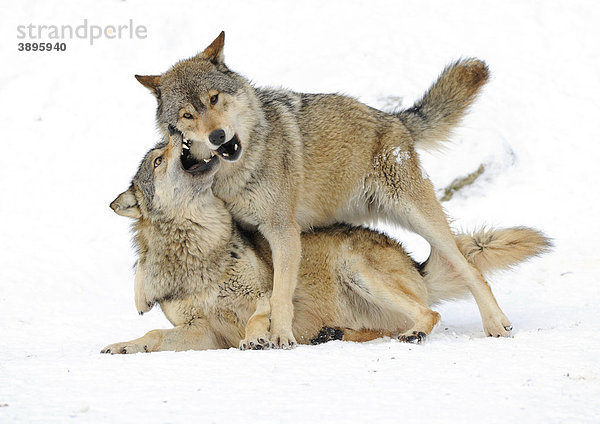 Kämpfende  spielende Wölfe  Jungtiere  Mackenzie-Wolf  Kanadischer Wolf  Timberwolf (Canis lupus occidentalis) im Schnee