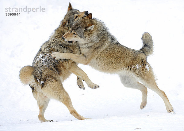 Kämpfende  spielende Wölfe  Jungtiere  Mackenzie-Wolf  Kanadischer Wolf  Timberwolf (Canis lupus occidentalis) im Schnee