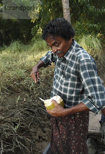 Indischer Mann schneidet Kokosnuss auf  Kerala  Südindien  Indien  Asien