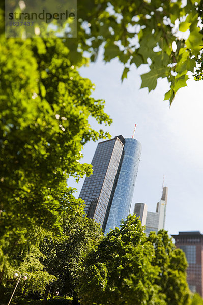 Main Tower hinter Bäumen  Frankfurt am Main  Deutschland