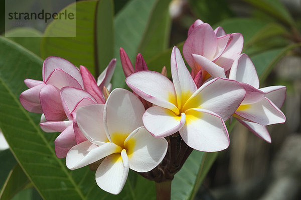 Frangipani (Plumeria) Blüten  Insel Ko Hai oder Koh Ngai  Trang  Thailand  Asien