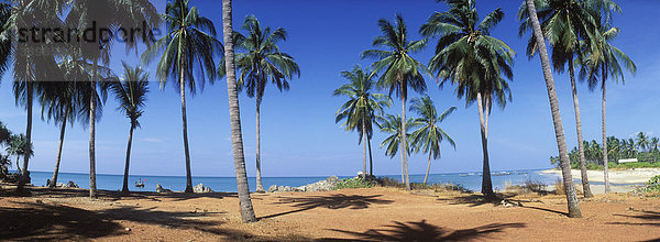 Palmenstrand  Klong Kong Beach  Insel Ko Lanta  Koh Lanta  Krabi  Thailand  Asien