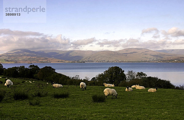 Schafe und der See Lake Corrib  Connemara  County Galway  Republik Irland  Europa