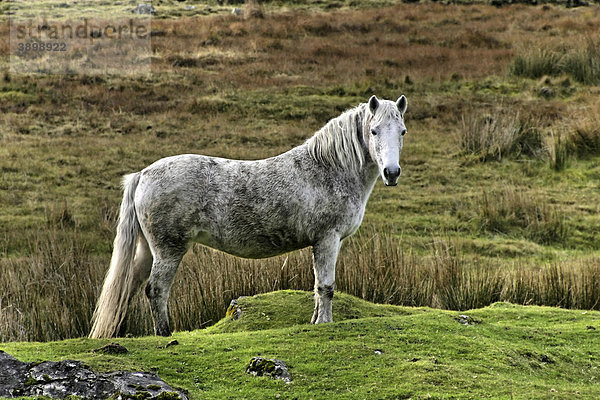 Connemara-Pony  County Galway  Republik Irland  Europa