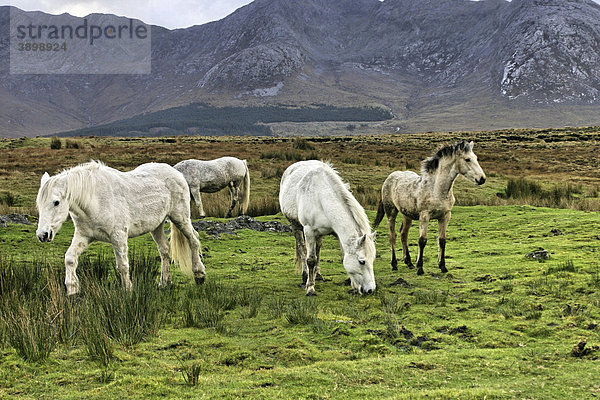 Connemara-Ponys  Inagh Valley  County Galway  Republik Irland  Europa