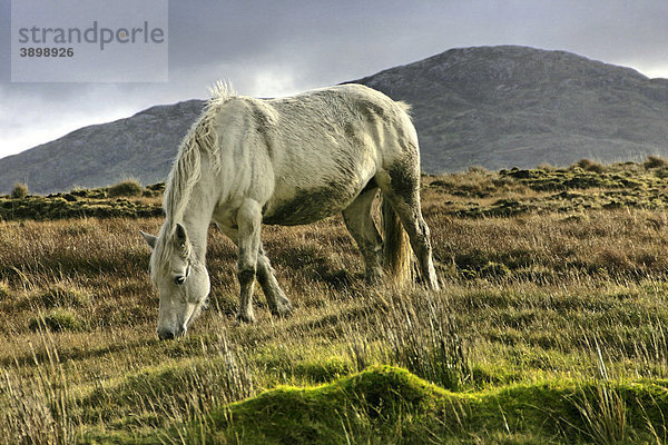 Connemara-Pony  Inagh Valley  County Galway  Republik Irland  Europa