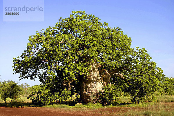 Afrikanischer Affenbrotbaum oder Baobab (Adansonia digitata)  West Kimberley  Nordwest-Australien