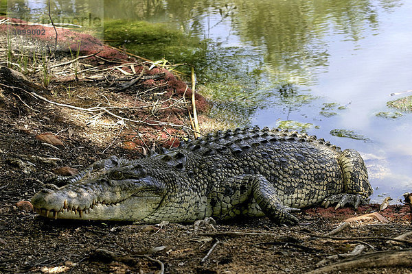Leistenkrokodil  auch Salzwasserkrokodil oder Saltie (Crocodylus porosus) am Ufer eines Flusses  Kimberley  Nordwest-Australien