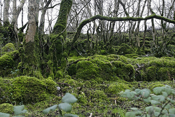 Wald  Moos  The Burren  County Clare  Republik Irland  Europa