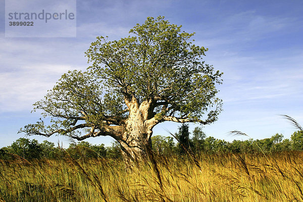 Baobab-Baum (Adansonia digitata)  Northern Territory  Australien