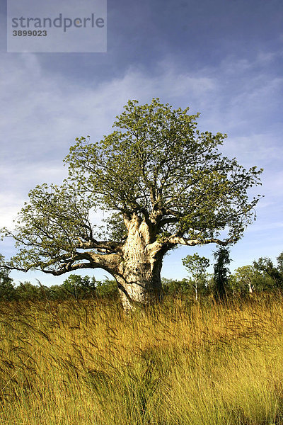 Baobab-Baum (Adansonia digitata)  Northern Territory  Australien