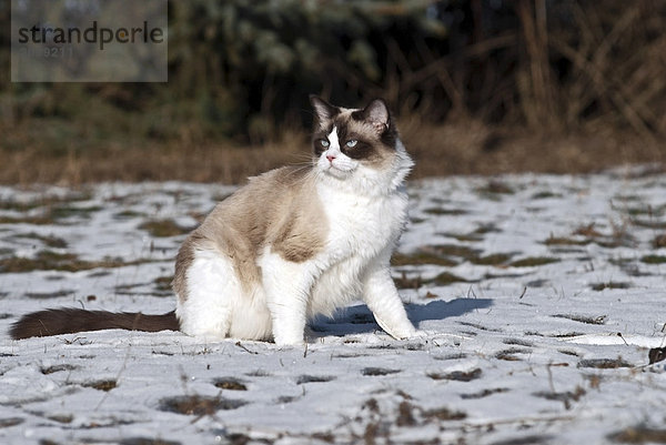 Ragdoll Katze sitzt im Schnee