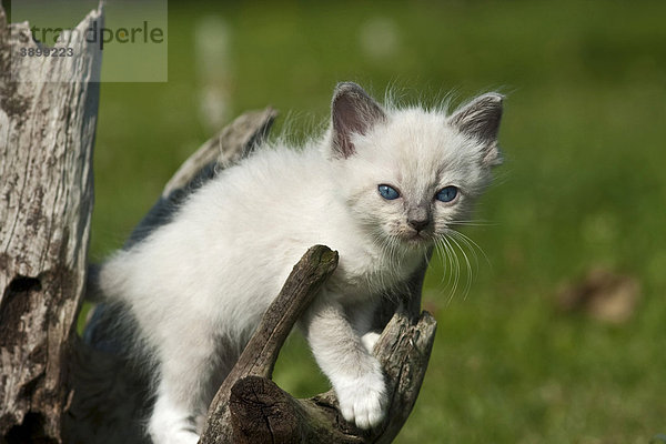Ragdoll Kätzchen klettert auf altem Baumstück