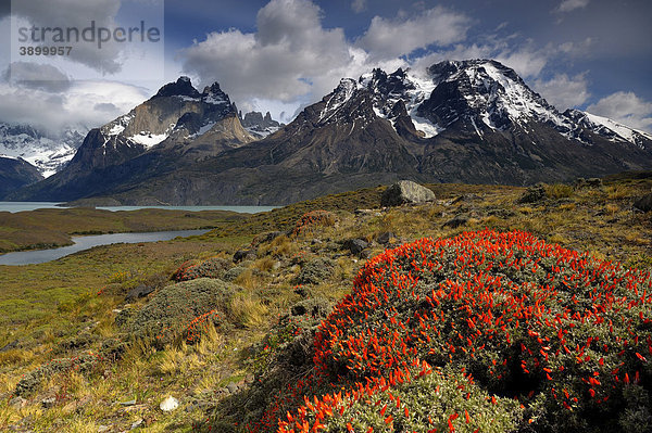 Torres del Paine Masiv  mit Roter Polsterpflanze (Anarthrophyllum desideratum) Patagonien  Chile  Südamerika