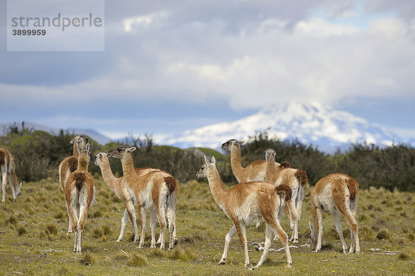 Guanakos (Lama guanicoe) vor Andenbergen  Patagonien  Chile  Südamerika