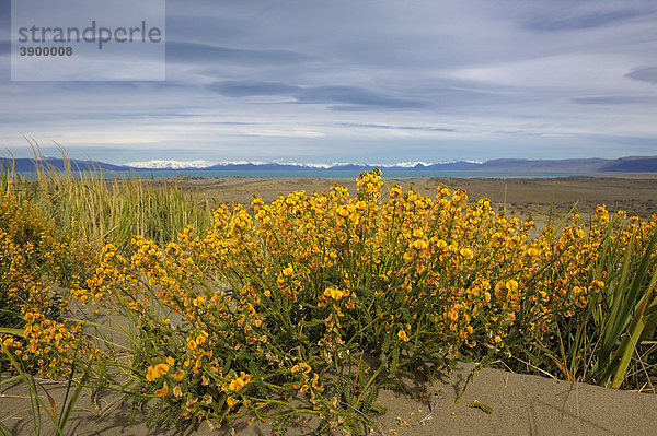 Paramela (Adesmia emarginata) vor Patagonischer Andenkette  Patagonien  Südamerika