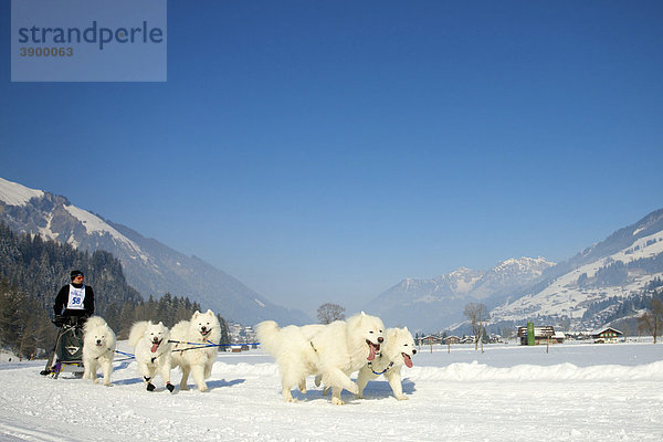 Musher mit seinen Samojeden Huskys beim Schlittenhunderennen in Lenk  Schweiz  Europa