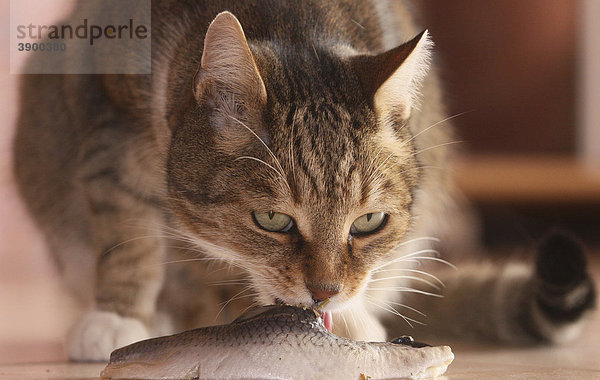 Katze  Kater frisst Hering  Symbolbild Katerfrühstück