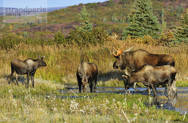 Elche (Alces alces)  Bulle  Jungbulle  Kuh und Kalb in der Brunft  Denali Nationalpark  Alaska