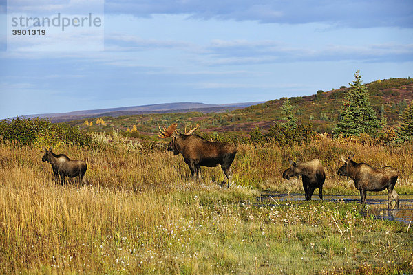 Elche (Alces alces) in der Brunft  Bulle  Jungbulle  Kuh und Kalb halten Ausschau  Denali Nationalpark  Alaska