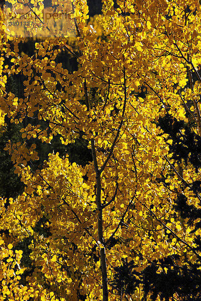 Herbststimmung  gelbe Espenbäume  Denali Nationalpark  Alaska