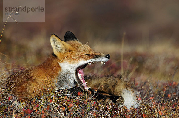 Fuchs (Vulpes vulpes) gähnt bei Tagesanbruch  Denali Nationalpark  Alaska