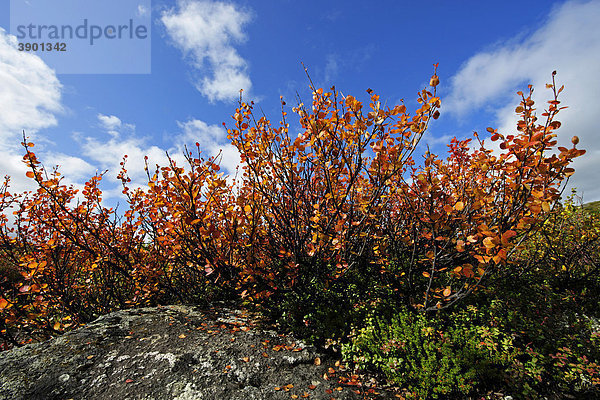 Blaubeerbusch (Vaccinium myrtillus) im Herbst  Denali Nationalpark  Alaska