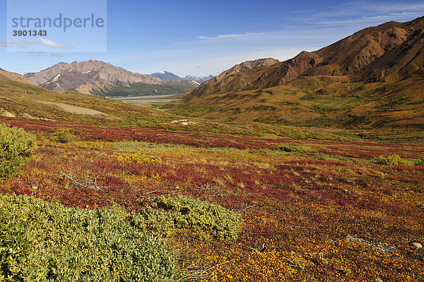 Herbstlandschaft und Herbstfarben der Tundra  Denali Nationalpark  Alaska