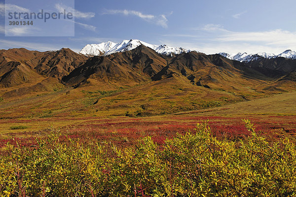 Herbstlandschaft und Herbstfarben der Tundra  Denali Nationalpark  Alaska