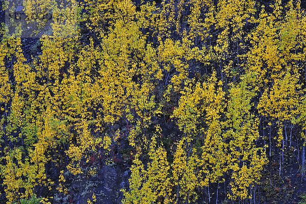 Herbstfarbenes Espenlaub  Denali Nationalpark  Alaska